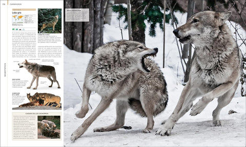 Image of Animal