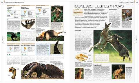 Image of Animal