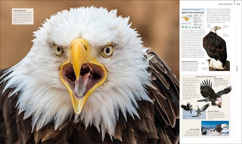 Image of Animal